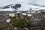 BB 12 0578 / Ranunculus glacialis / Issoleie